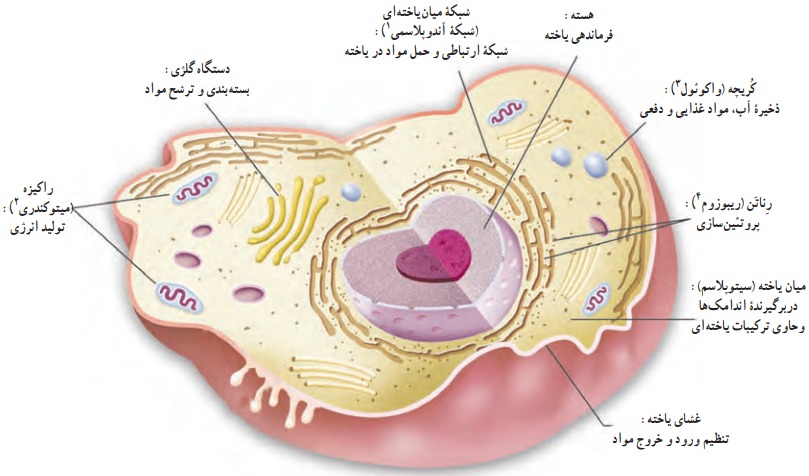 اندامک‌های سلول 